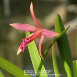 Location: Daytona Beach, Florida
Date: 2012-07-01 
Opening bloom of Laelia purpurata x Bl. Richard Mueller