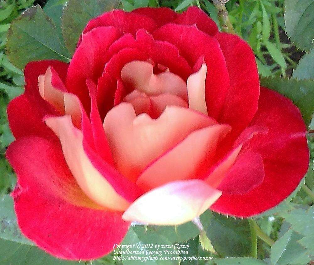 Photo of Rose (Rosa 'Ingrid') uploaded by zuzu