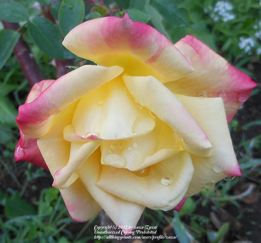 Photo of Rose (Rosa 'Masquerade') uploaded by zuzu