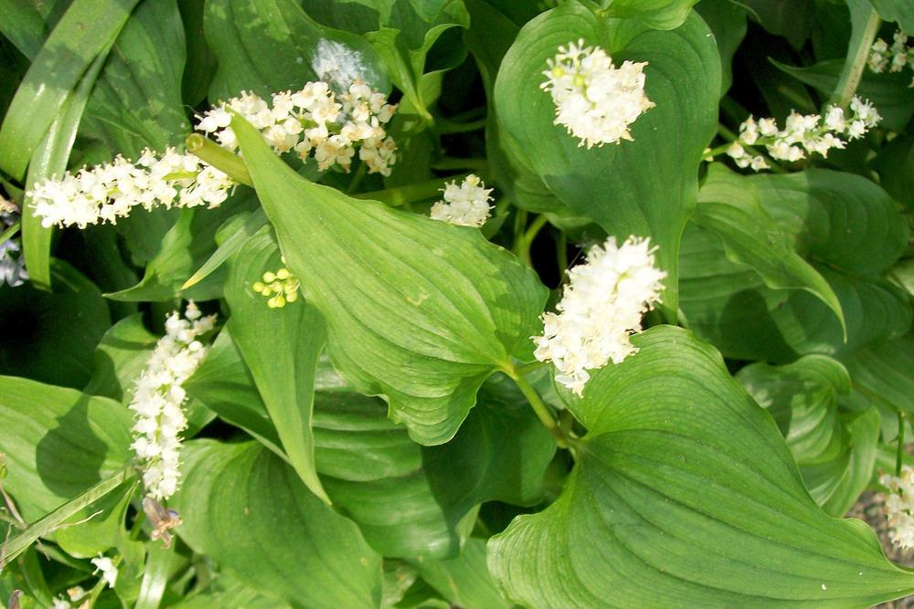 Photo of False Lily of the Valley (Maianthemum dilatatum) uploaded by Bonehead