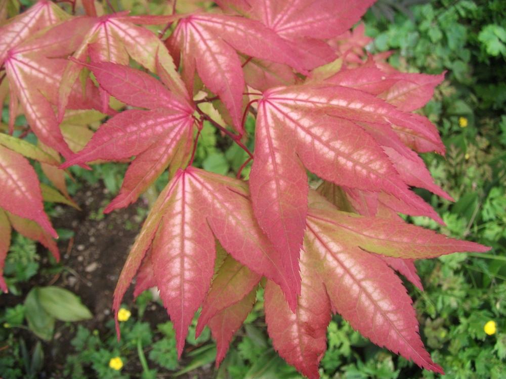 Photo of Japanese Maple (Acer palmatum 'Grandma Ghost') uploaded by Bonehead