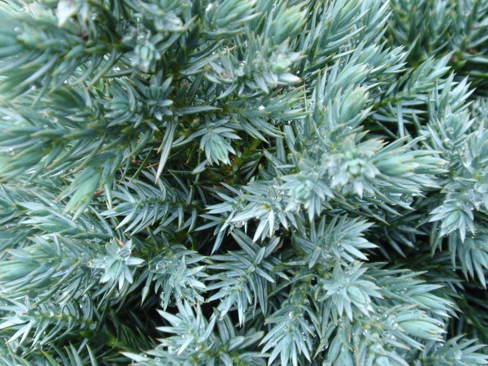 Photo of Flaky Juniper (Juniperus squamata 'Blue Star') uploaded by Bonehead