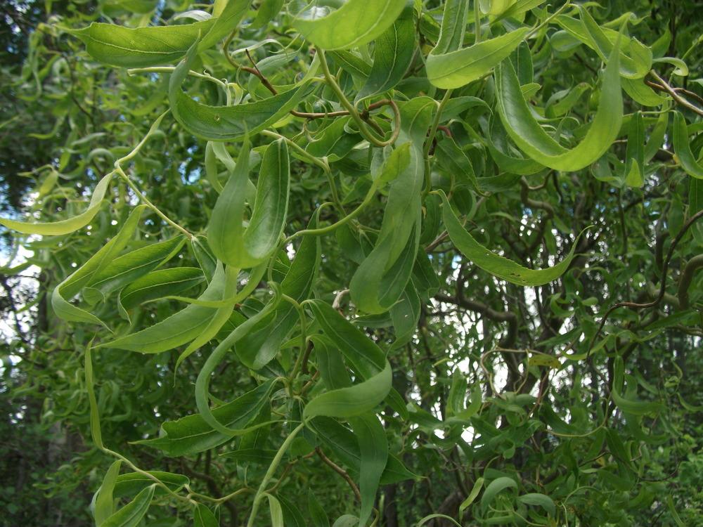 Photo of Chinese Willow (Salix babylonica var. matsudana) uploaded by Bonehead