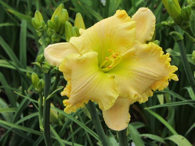 Photo of Daylily (Hemerocallis 'Jimmie Louise Miller') uploaded by Calif_Sue