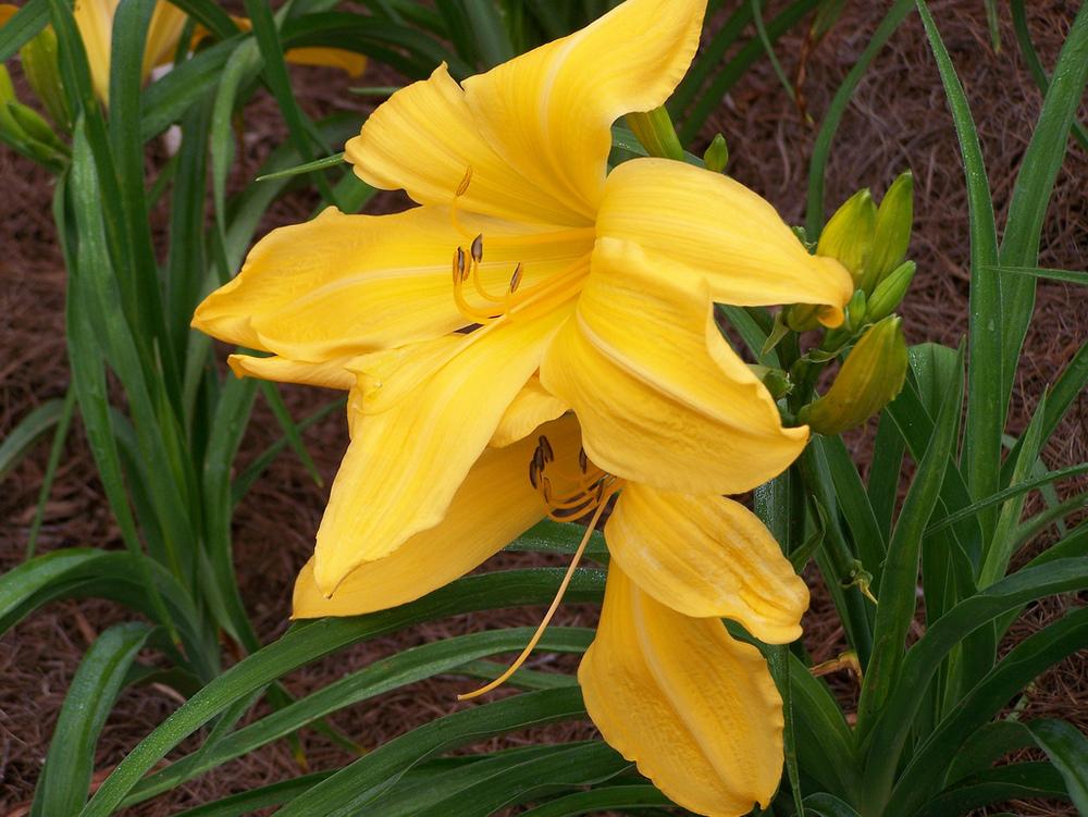 Photo of Daylily (Hemerocallis 'Just for Laughs') uploaded by Calif_Sue