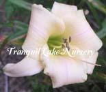 Photo of Daylily (Hemerocallis 'White Illusion') uploaded by Joy
