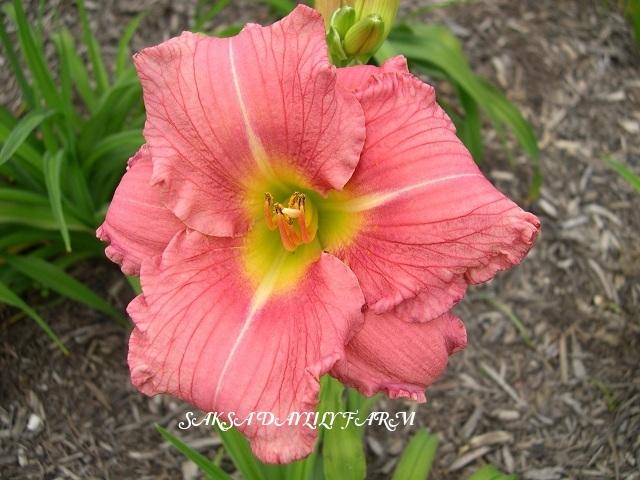 Photo of Daylily (Hemerocallis 'My Sweet Rose') uploaded by Joy