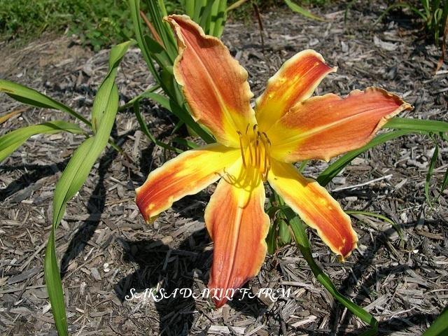 Photo of Daylily (Hemerocallis 'Venusian Heat') uploaded by Joy