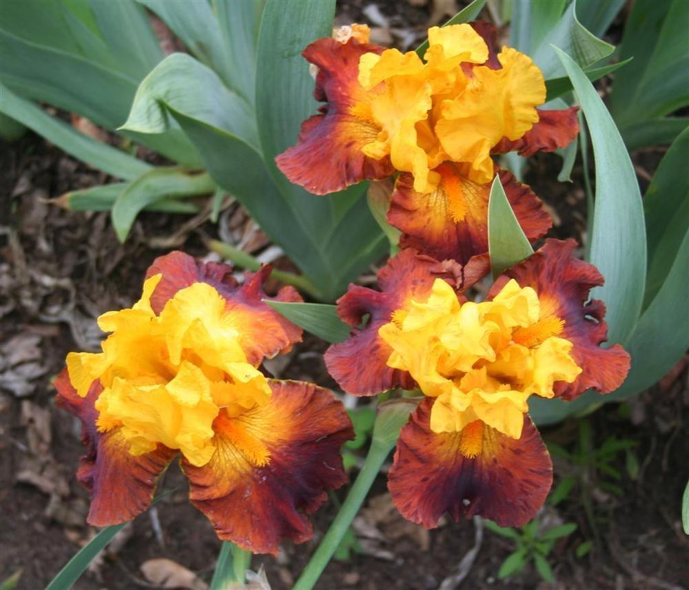 Photo of Tall Bearded Iris (Iris 'Circus World') uploaded by KentPfeiffer