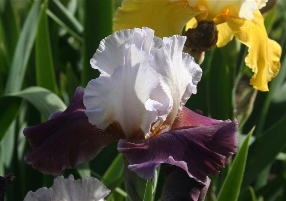 Photo of Tall Bearded Iris (Iris 'Coming Storm') uploaded by KentPfeiffer