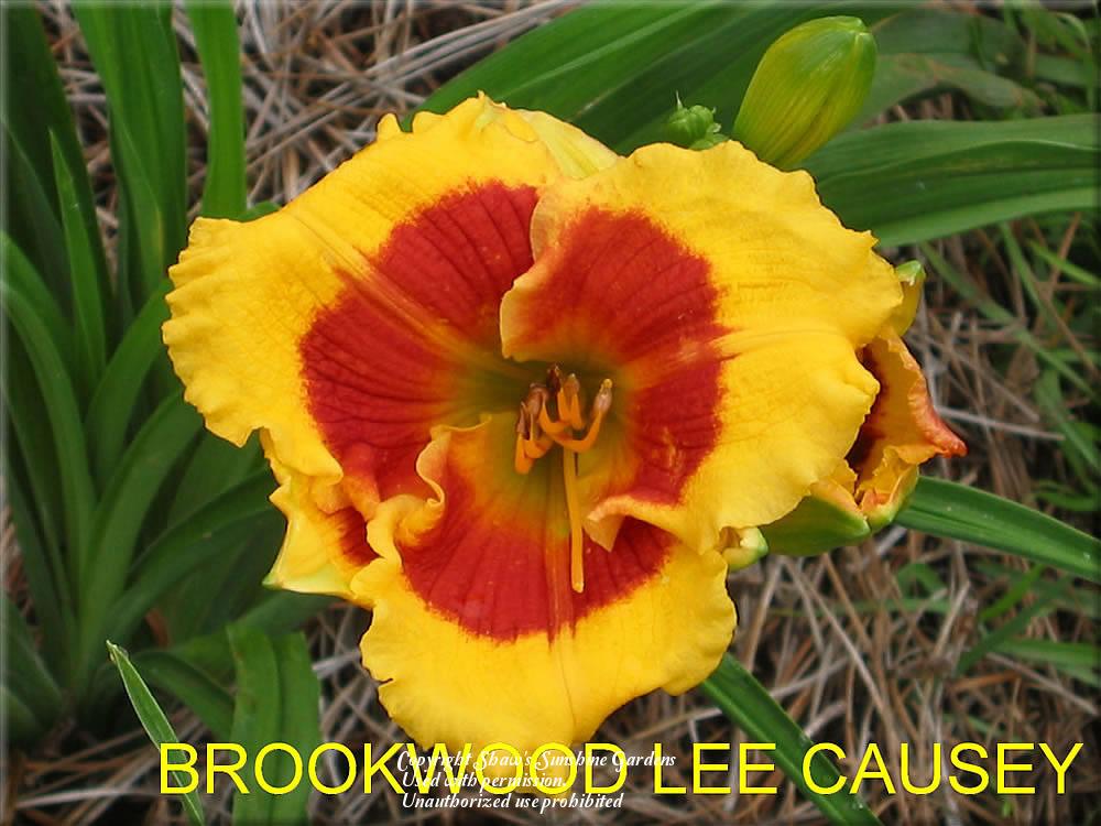 Photo of Daylily (Hemerocallis 'Brookwood Lee Causey') uploaded by vic