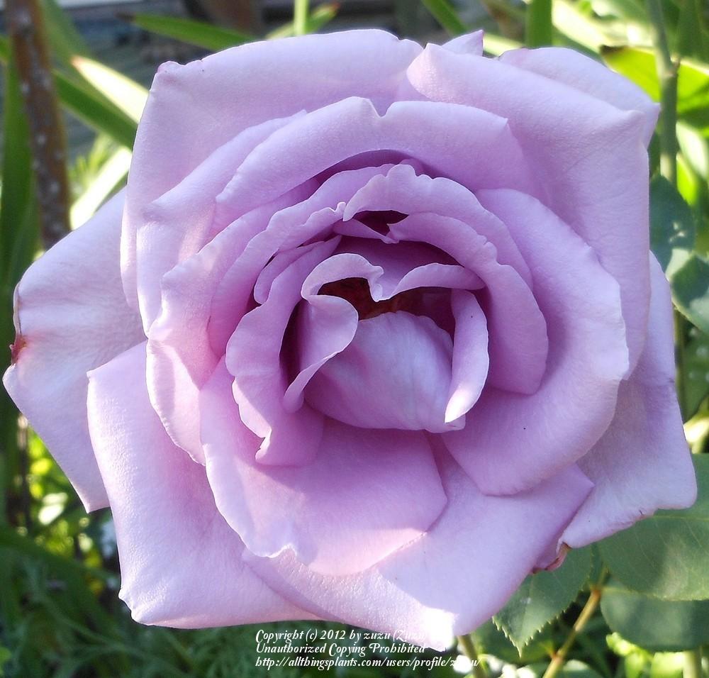 Photo of Rose (Rosa 'Blue Moon') uploaded by zuzu