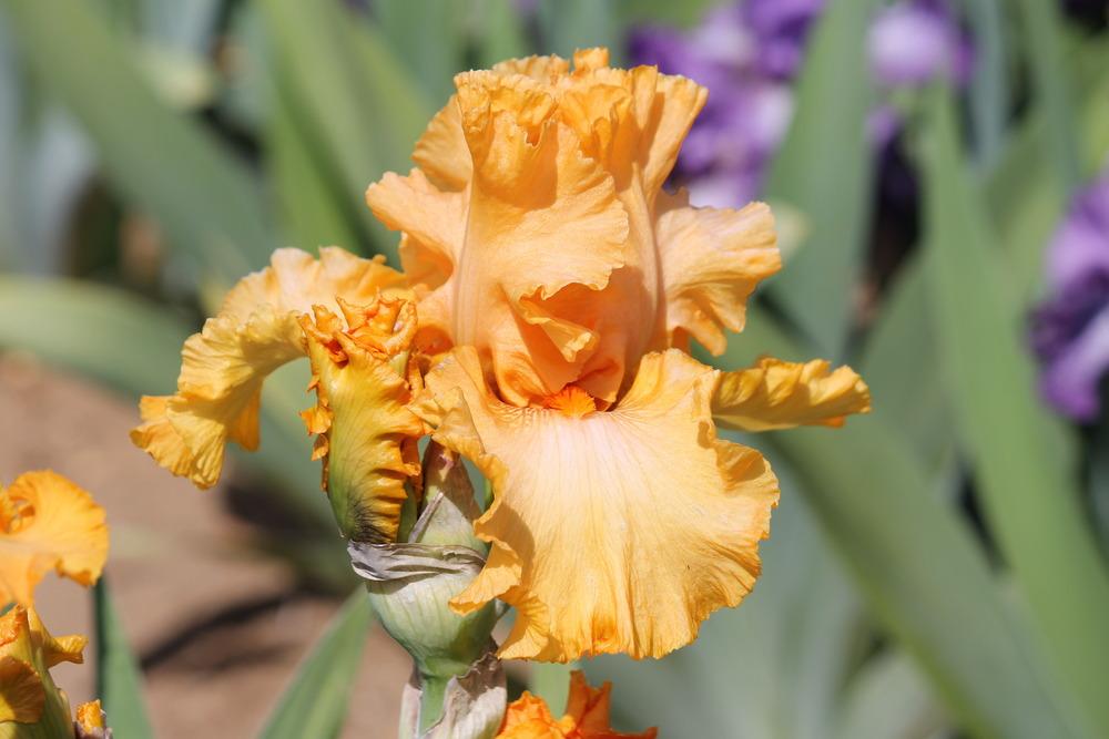 Photo of Tall Bearded Iris (Iris 'Brilliance') uploaded by ARUBA1334