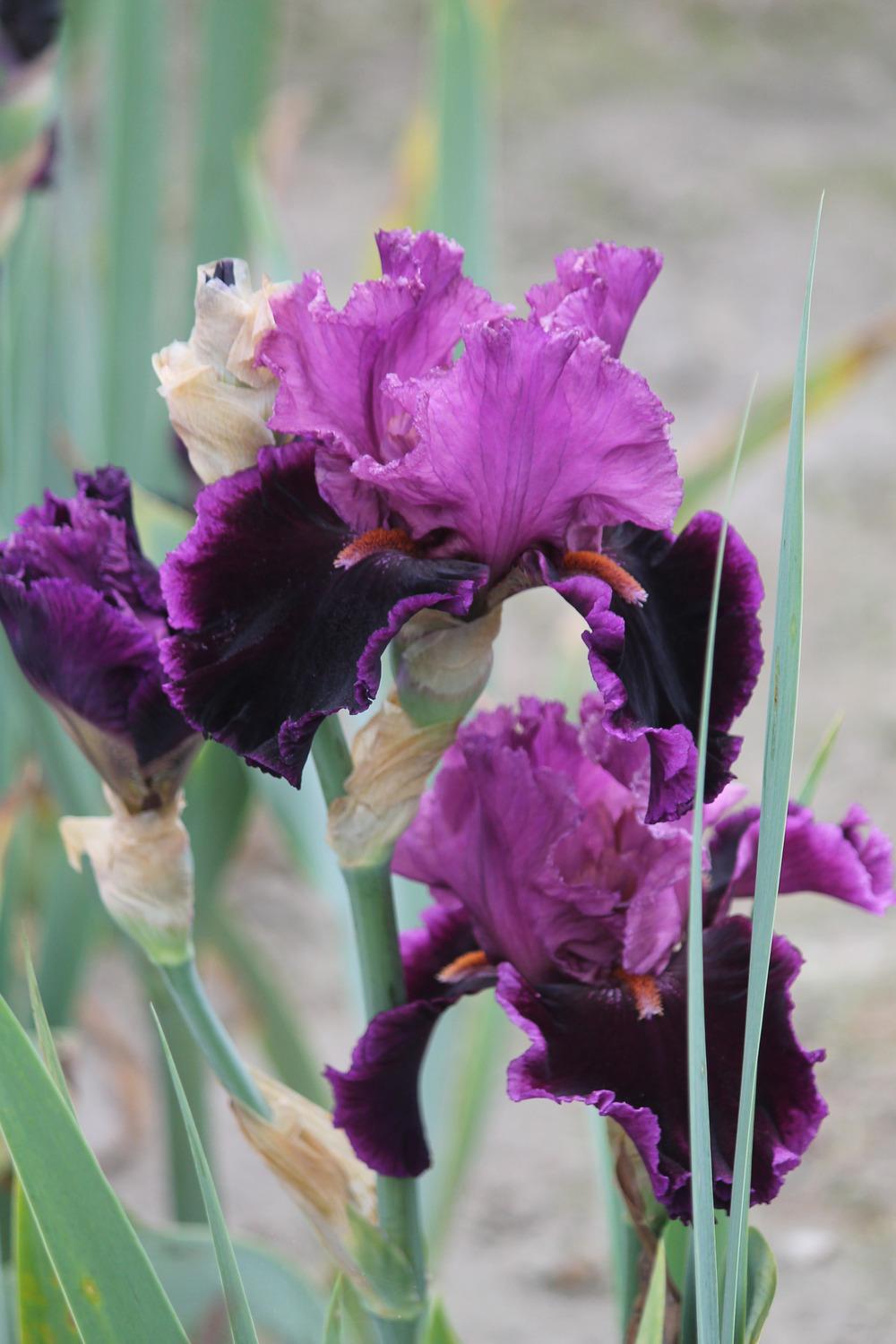 Photo of Tall Bearded Iris (Iris 'Accessible') uploaded by ARUBA1334
