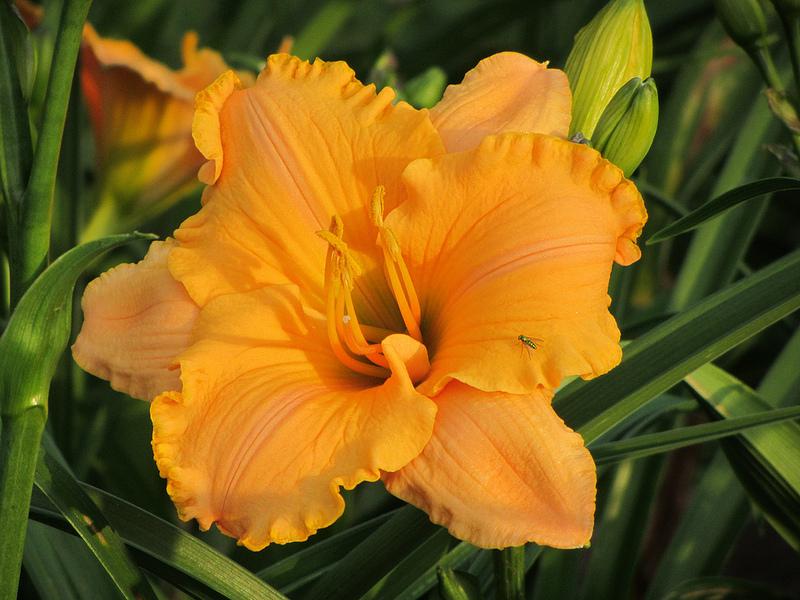 Photo of Daylily (Hemerocallis 'Pure and Simple') uploaded by Calif_Sue
