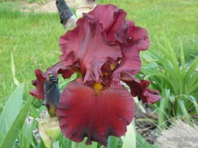 Photo of Tall Bearded Iris (Iris 'Dynamite') uploaded by Joy