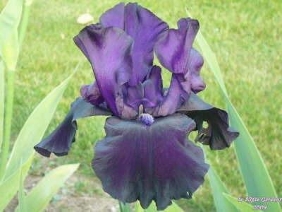 Photo of Tall Bearded Iris (Iris 'Black Dragon') uploaded by Joy