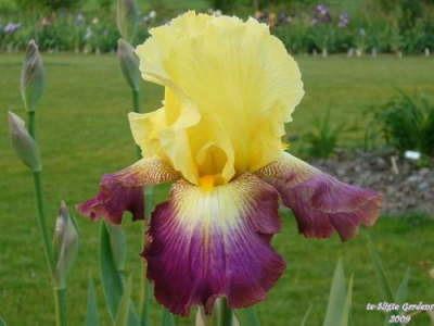 Photo of Tall Bearded Iris (Iris 'Lightshine') uploaded by Joy
