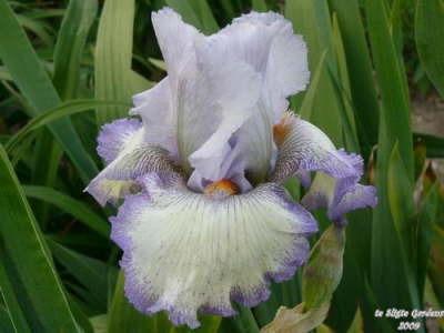 Photo of Tall Bearded Iris (Iris 'Acoma') uploaded by Joy