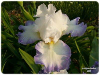 Photo of Tall Bearded Iris (Iris 'Grand Circle') uploaded by Joy