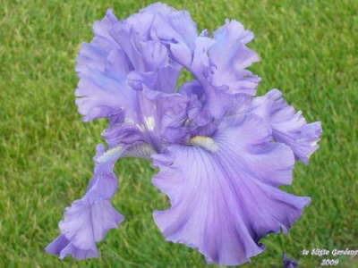 Photo of Tall Bearded Iris (Iris 'Breakers') uploaded by Joy