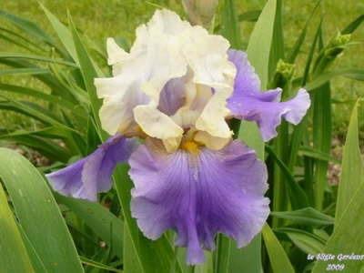 Photo of Tall Bearded Iris (Iris 'Dream of You') uploaded by Joy