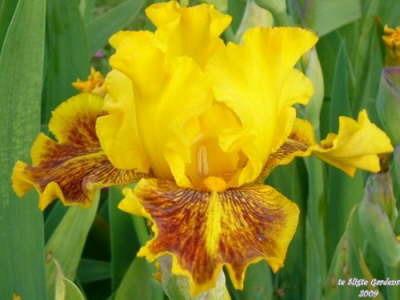 Photo of Tall Bearded Iris (Iris 'Dazzling Gold') uploaded by Joy