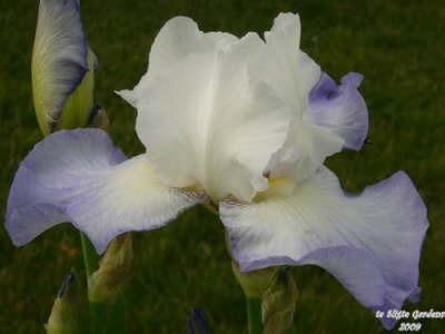 Photo of Tall Bearded Iris (Iris 'Fuji's Mantle') uploaded by Joy