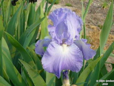 Photo of Tall Bearded Iris (Iris 'Land o' Lakes') uploaded by Joy