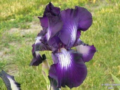 Photo of Tall Bearded Iris (Iris 'Exotic Star') uploaded by Joy