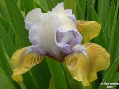 Photo of Standard Dwarf Bearded Iris (Iris 'Blue Hat Boy') uploaded by Joy