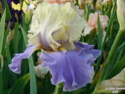 Photo of Tall Bearded Iris (Iris 'In Your Dreams') uploaded by Joy