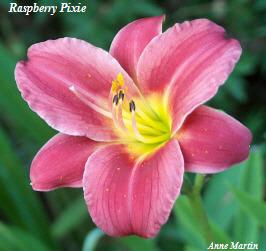 Photo of Daylily (Hemerocallis 'Raspberry Pixie') uploaded by Joy