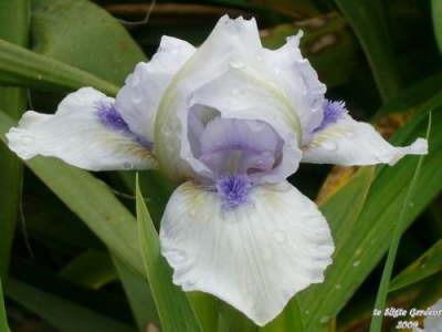 Photo of Standard Dwarf Bearded Iris (Iris 'Forever Blue') uploaded by Joy