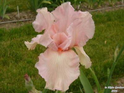Photo of Tall Bearded Iris (Iris 'Beverly Sills') uploaded by Joy