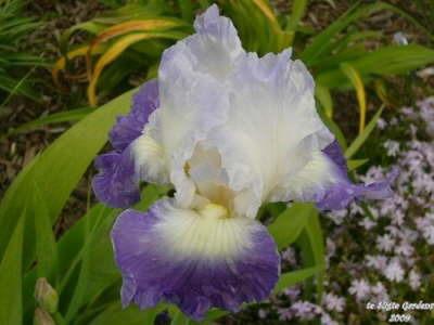 Photo of Tall Bearded Iris (Iris 'Clarence') uploaded by Joy