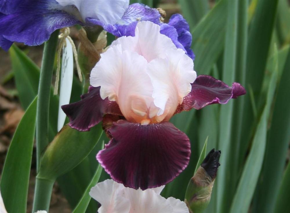 Photo of Tall Bearded Iris (Iris 'Crimson Snow') uploaded by KentPfeiffer