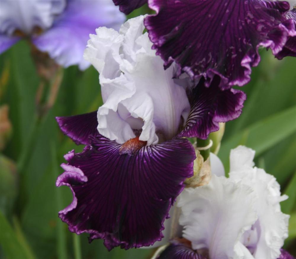 Photo of Tall Bearded Iris (Iris 'Dinner Talk') uploaded by KentPfeiffer