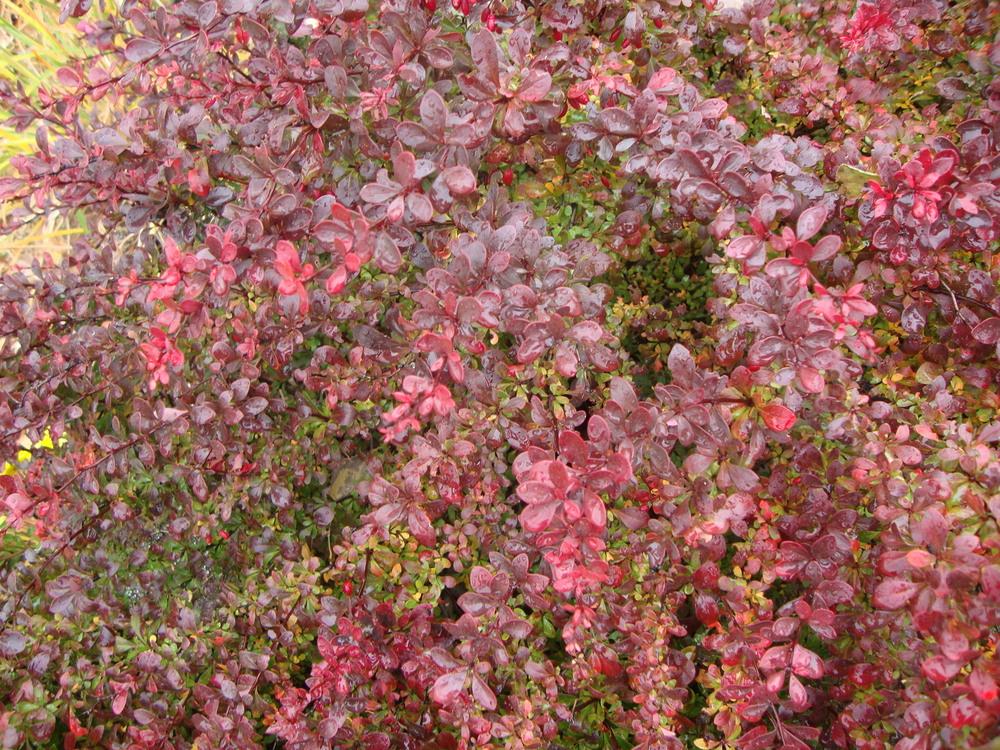Photo of Cotoneaster uploaded by Paul2032