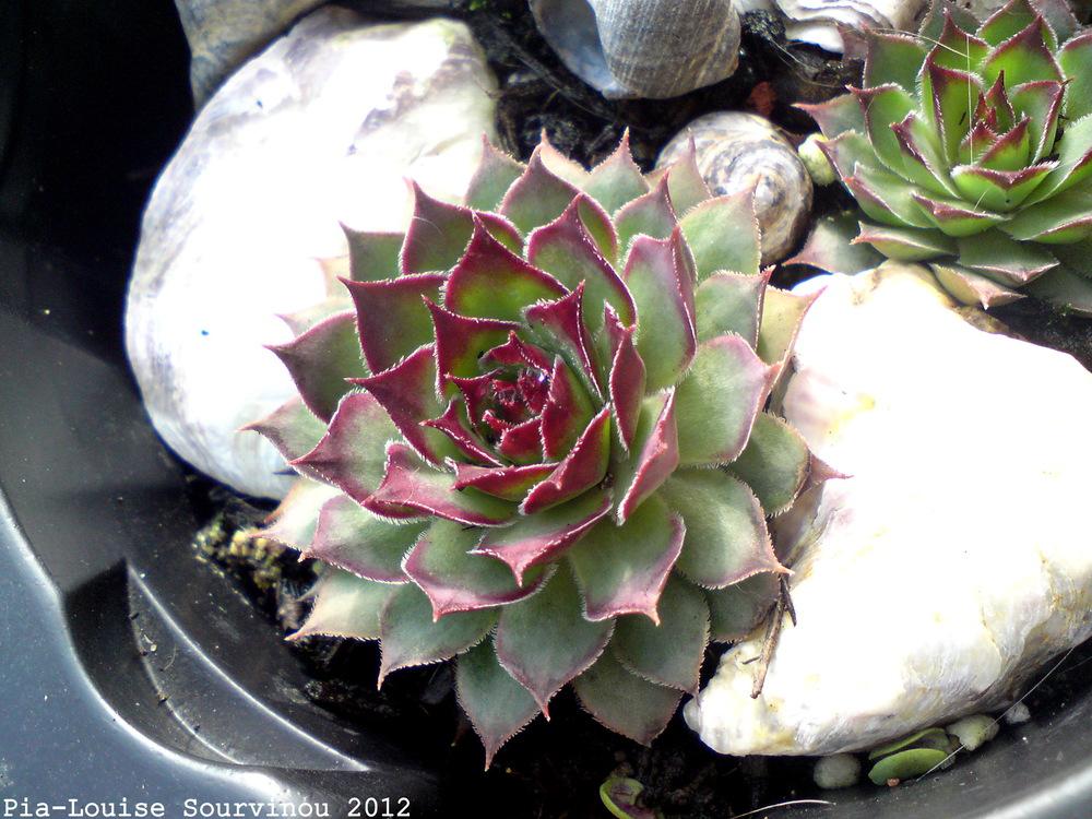 Photo of Hen and Chicks (Sempervivum 'Pacific Purple Shadows') uploaded by PiaLouiseSourvi