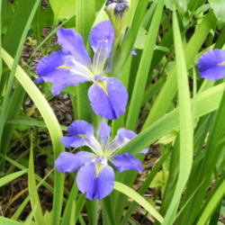 Location: Butterfly garden
Date: 2012-04-12
Blue Louisiana Iris