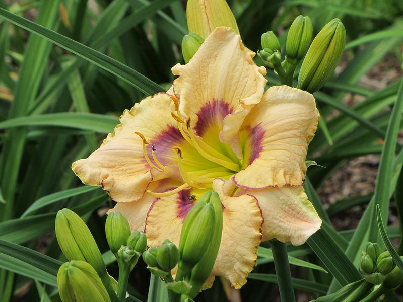 Photo of Daylily (Hemerocallis 'Patterns in Time') uploaded by Calif_Sue