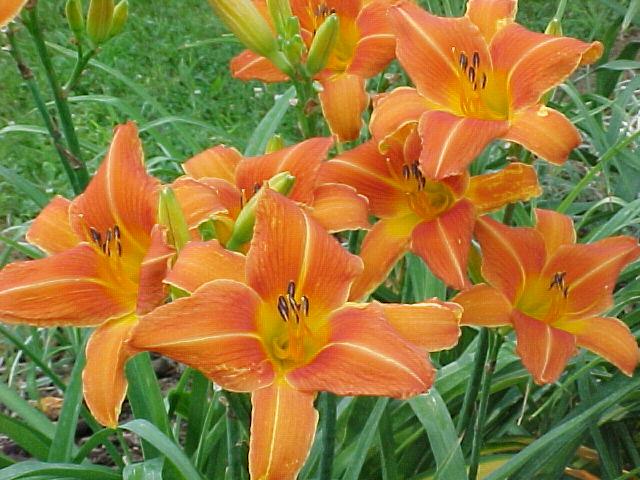 Photo of Daylily (Hemerocallis 'Orange Vols') uploaded by Calif_Sue