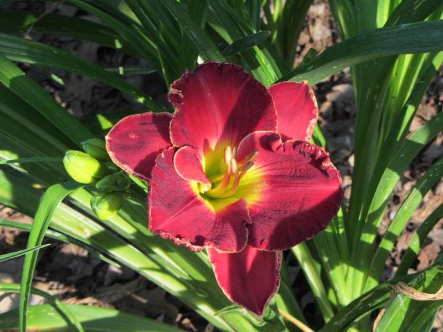 Photo of Daylily (Hemerocallis 'Passion in Paris') uploaded by Calif_Sue