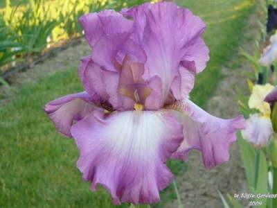Photo of Tall Bearded Iris (Iris 'Lorilee') uploaded by Joy