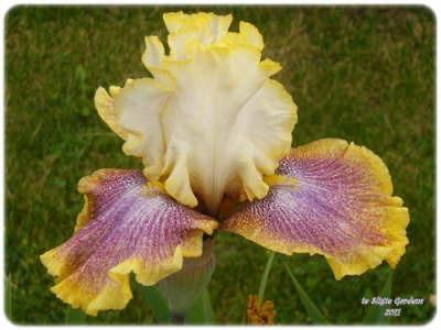 Photo of Tall Bearded Iris (Iris 'Ring Around Rosie') uploaded by Joy