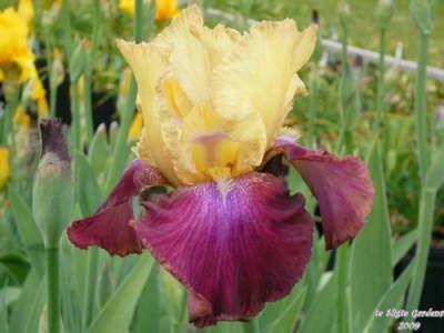 Photo of Tall Bearded Iris (Iris 'Summer Fiesta') uploaded by Joy
