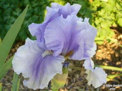 Photo of Tall Bearded Iris (Iris 'Olympiad') uploaded by Joy