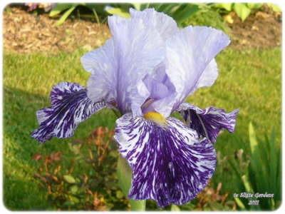 Photo of Tall Bearded Iris (Iris 'Millennium Falcon') uploaded by Joy