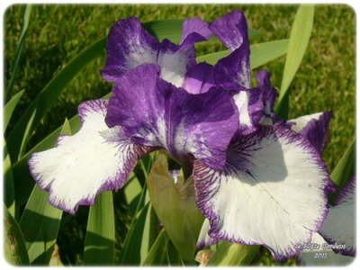 Photo of Intermediate Bearded Iris (Iris 'Rare Edition') uploaded by Joy